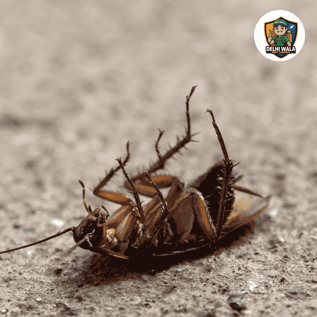 Cockroach Control